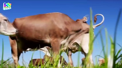 Con Bò - Nhạc Thiếu Nhi Vui Nhộn Hay Nhất