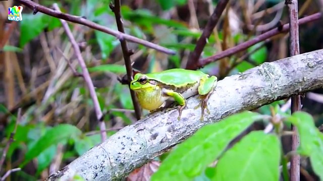 Con Ếch - Bài Hát Chú Ếch Con - Nhạc Thiếu Nhi Vui Nhộn