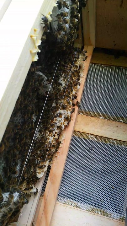 Naturwabenbau im Bienenstock