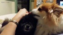JEALOUS DOGS Want Attention Fro  [Funny Pets]