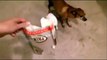Funny Guilty Dogs CompilatiDogs who are sorry for what they've done