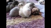 Kittens Talking and Playing with th hugs baby kitten