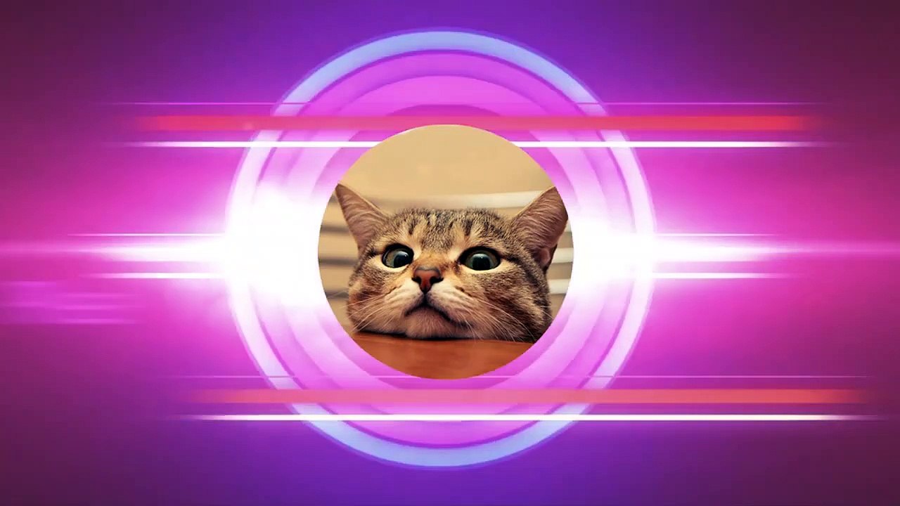 Kittens Talking Moms Compilation _ Cat mom hugs baby kitten