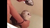 Funny Cats Enjoying Bath _ Cats That