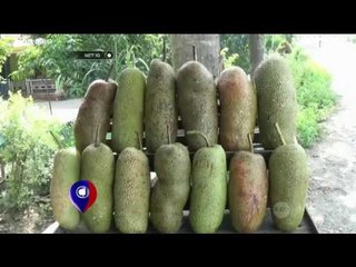 Kota Stabat Kebanjiran Buah Cempedak - NET 10