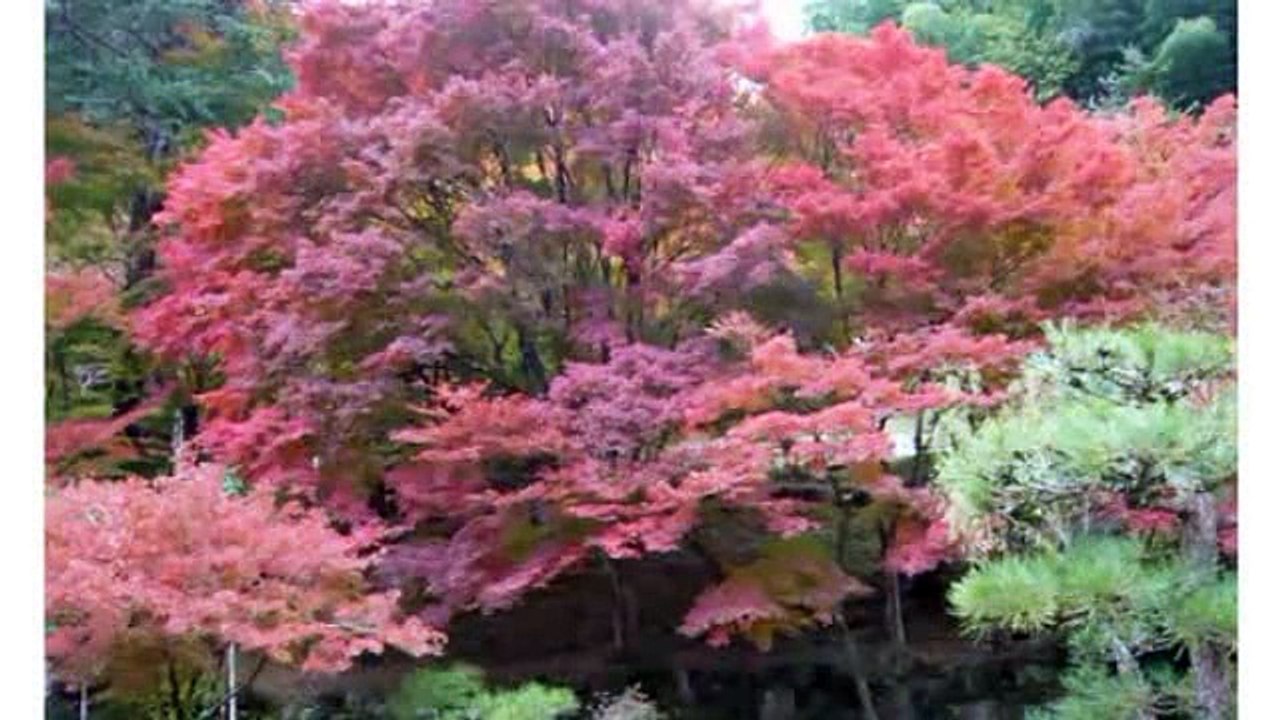 敦盛哀歌  舟木一夫 Funaki Kazuo　2