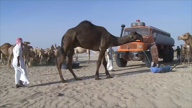 هذا الصباح-الأزمة الخليجية تلقي بظلالها على ملاك الإبل