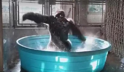 Goril Zola'nın dansı izlenme rekorları kırıyor