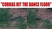 Dancing Cobras in Odisha enchant villagers | Oneindia news