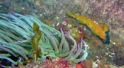 Le PLOBO à Larmor Plongée sur Groix 2017-06