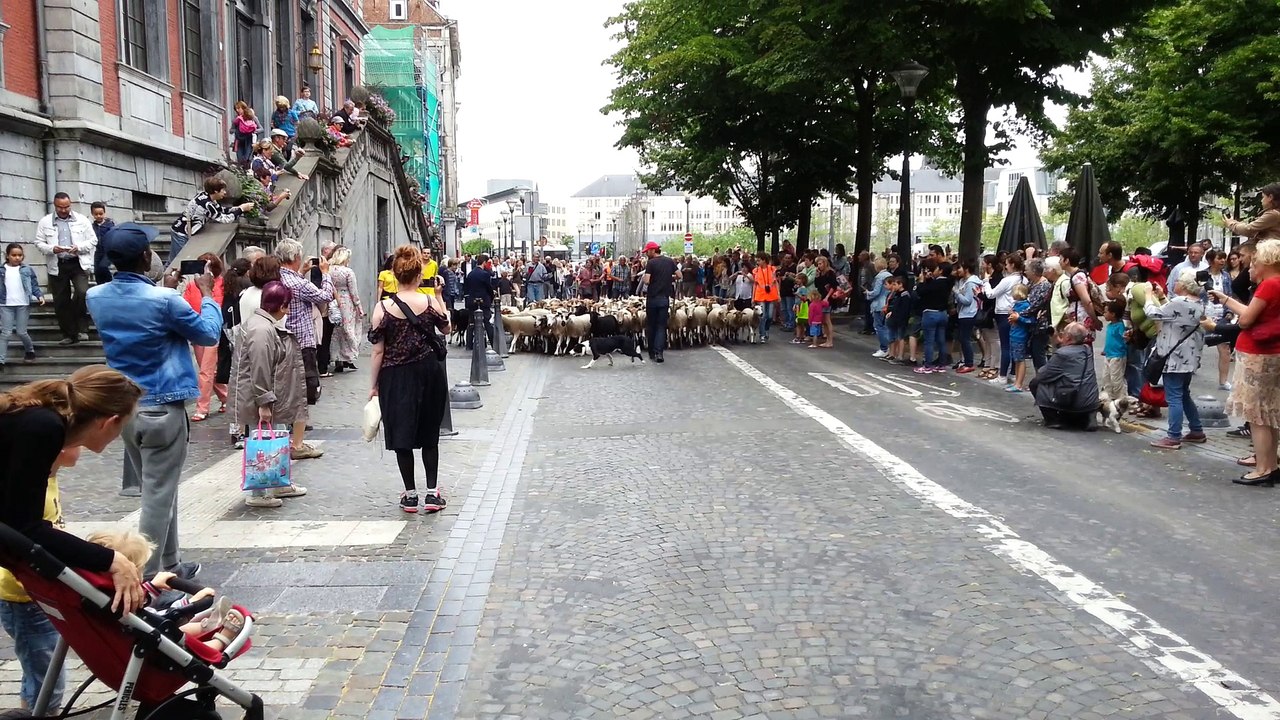 Moutons à Liège