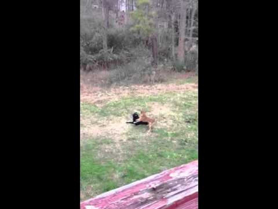 Dogs playing in the backyard part 2 - bobo and big man