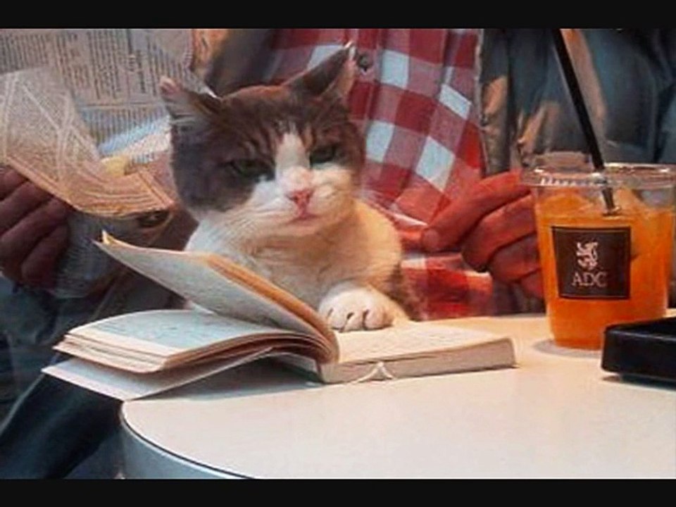 Чело коте книжки 2