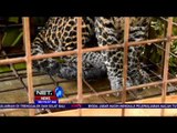 Macan Tutul Jawa Tangkapan Warga Akan Dilepasliarkan di Suaka Margasatwa, Ciamis  - NET24