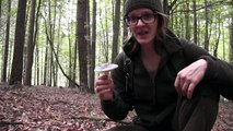 Cuisine de champignons le le le le la sauvage avec forêts