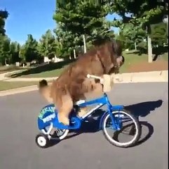 Cachorros Adorables