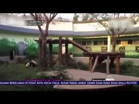 Diganggu Pengunjung Saat Tidur, Panda ini Mengamuk - NET24