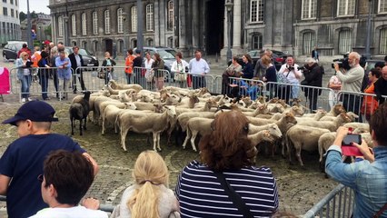 Transhumance des moutons vers les Coteaux de la Citadelle de Liège