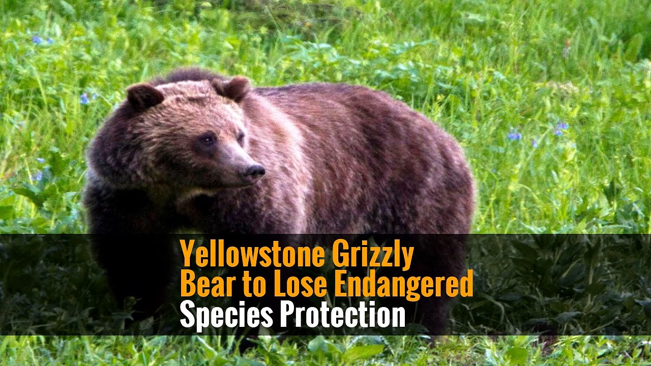 Yellowstone Grizzly Bear to Lose Endangered Species Protection