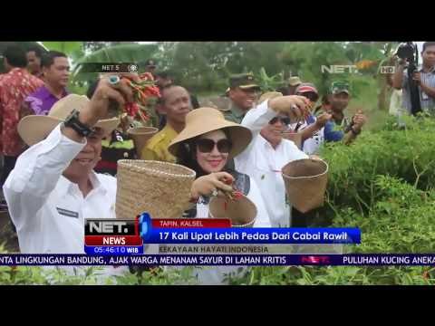 Cabai Tapin, Varietas Cabai Terpedas dari Kabupaten Tapin, Kalimantan Selatan - NET5