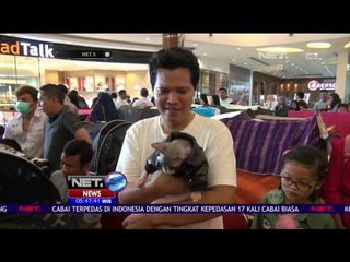 Video herunterladen: Kontes Kucing di Semarang Hadirkan 85 Kucing Dari Aneka Ras - NET5