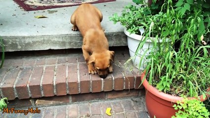 Puppies Learning to Use Stairs Compilation