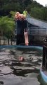 Ces cochons sautent d'un plongeoir dans une piscine ! Drôle de spectacle