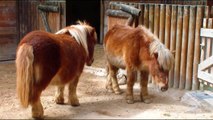 MINI PORCOS Ovelhas Pais Engraçados _ Pigs Sheep Little Pony Animals Funny