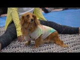 Lucunya Ratusan Anjing dan Pemiliknya Olahraga Yoga Bersama - NET5