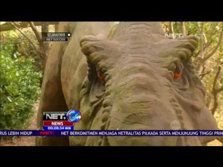 Teknologi Membuat Makhluk Purbakala Terlihat Lebih Nyata - NET 24