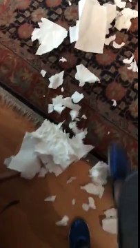 Ce chien admet honnêtement qu'il est coupable !! Drôle