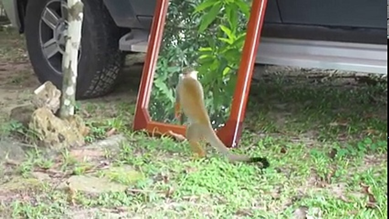 funny monkey