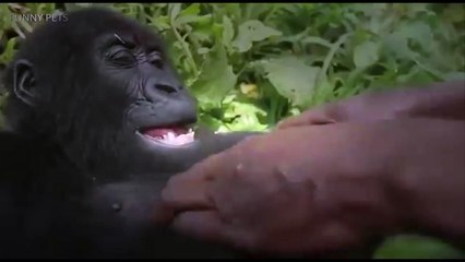 Quand quelqu'un chatouille un gorille !! LOL