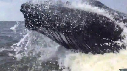 Descargar video: Cette baleine à bosse a fait un beau cadeau à ces touristes... Magnifique spectacle et hop, un petit poisson