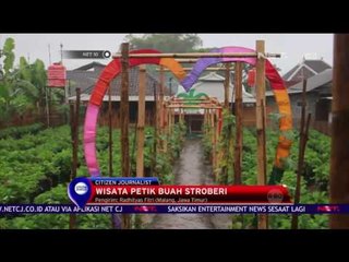 Download Video: Wisata Petik Buah Stroberi - NET 10