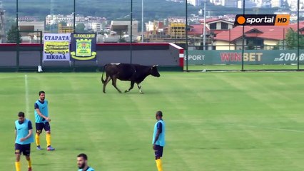 Bulgarie : Une vache interrompt un match