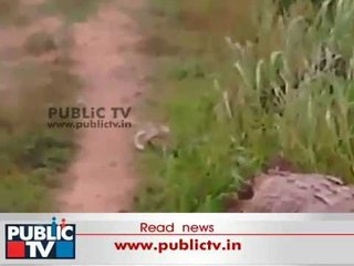 Watch: Snakes Mating In A Field Near Koppal District