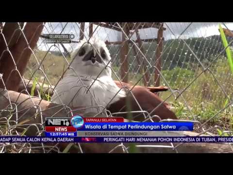 Mengelilingi Sabana Sambil Melihat Satwa Dilindungi - NET 12