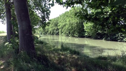 Criquets le long du canal du midi