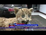 Buaya Muara dan Kucing Hutan Hasil Perburuan Liar Disita Petugas - NET24