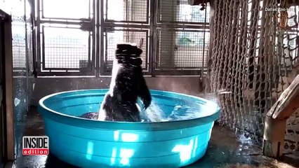 Tải video: Un gorille du zoo de Dallas s'éclate en dansant dans une piscine gonflable et c'est formidable !