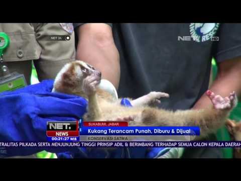 Puluhan Kukang Jawa Dilepasliarkan di Taman Nasional Gunung Halimun Salak - NET24