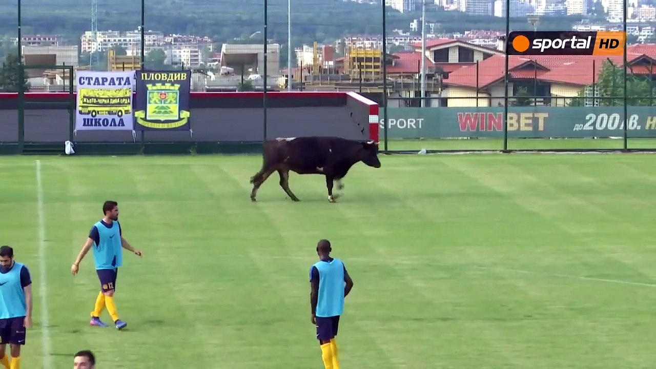 Quand une vache vient perturber un match de foot !