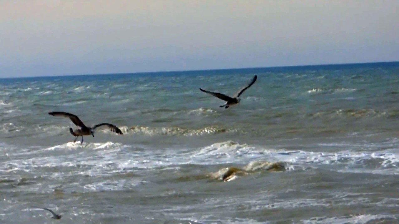 Seagulls Soar Above The Sea - 10073