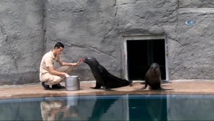 Bursa Zoo'nun Yeni Misafirleri Fok ve Penguen Oldu