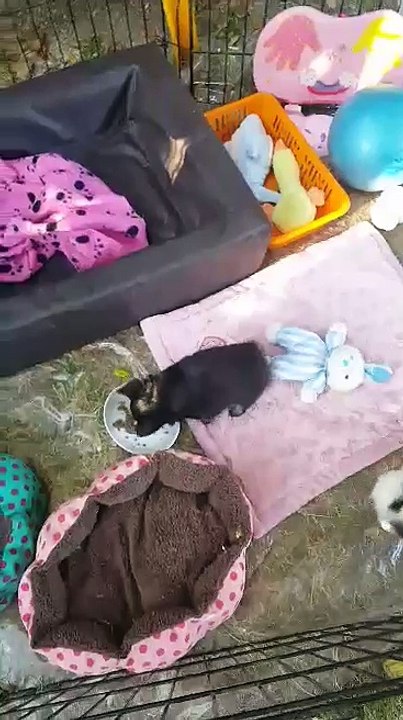 video-1497462265