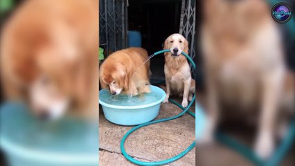 Golden Retriever Holding Hosepipe For His Brother