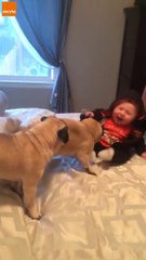 Pug + baby = a lot of giggles