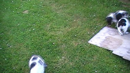 M1 M2 M3 portée exk X Boy 2017 -