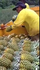 Une chorégraphie bien tropicale !